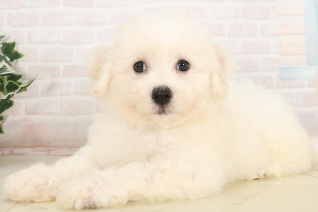 熊本県のビションフリーゼ (Coo&RIKU宇土シティモール店/2025年5月6日生まれ/男の子/ホワイト)の子犬の3枚目の画像