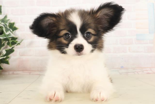 鹿児島県のパピヨン (Coo&RIKU霧島店/2025年5月6日生まれ/女の子/ホワイトブラウン)の子犬の1枚目の画像