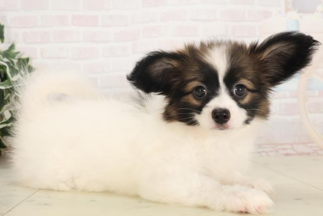 鹿児島県のパピヨン (Coo&RIKU霧島店/2025年5月6日生まれ/女の子/ホワイトブラウン)の子犬の2枚目の画像