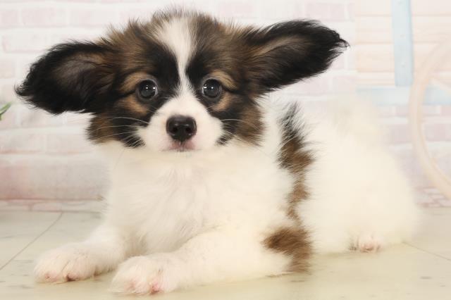 鹿児島県のパピヨン (Coo&RIKU霧島店/2025年5月6日生まれ/女の子/ホワイトブラウン)の子犬の3枚目の画像