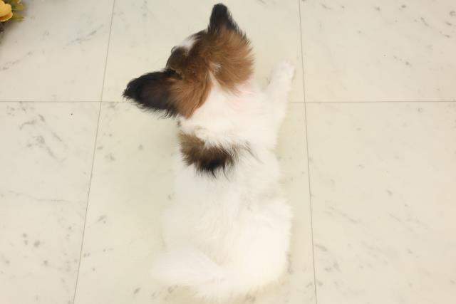 鹿児島県のパピヨン (Coo&RIKU霧島店/2025年5月6日生まれ/女の子/ホワイトブラウン)の子犬の4枚目の画像