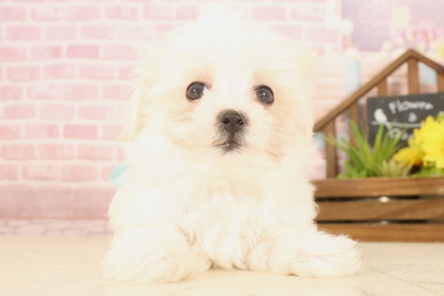 長崎県のマルチーズ (Coo&RIKU大村店/2025年5月5日生まれ/男の子/ホワイト)の子犬の1枚目の画像