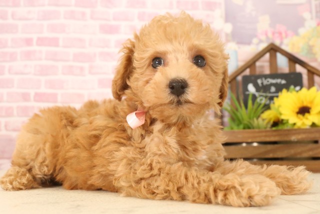鹿児島県のトイプードル(トイ) (Coo&RIKU鹿児島店/2025年5月6日生まれ/女の子/クリーム)の子犬の2枚目の画像