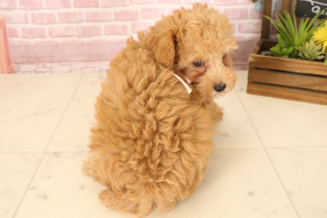 鹿児島県のトイプードル(トイ) (Coo&RIKU鹿児島店/2025年5月6日生まれ/女の子/クリーム)の子犬の4枚目の画像