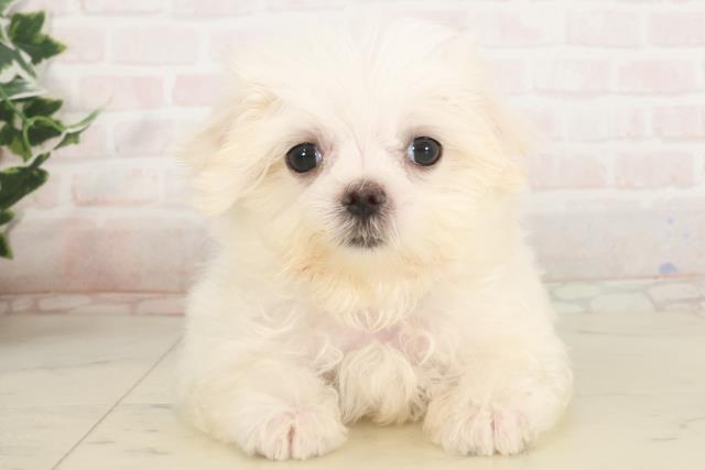 福岡県のマルチーズ (Coo&RIKU行橋店/2025年5月5日生まれ/女の子/ホワイト)の子犬の1枚目の画像