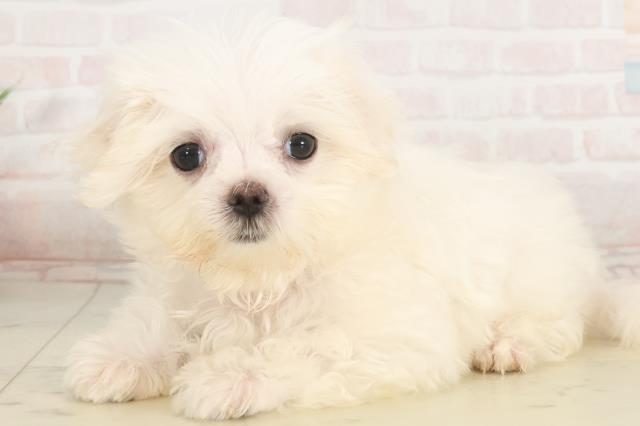 福岡県のマルチーズ (Coo&RIKU行橋店/2025年5月5日生まれ/女の子/ホワイト)の子犬の3枚目の画像