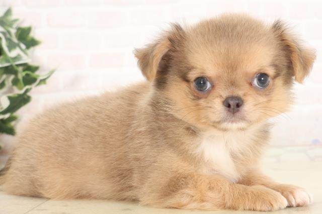 佐賀県のチワワ(ロング) (Coo&RIKU佐賀神埼店/2025年5月6日生まれ/男の子/イザベラ)の子犬の2枚目の画像