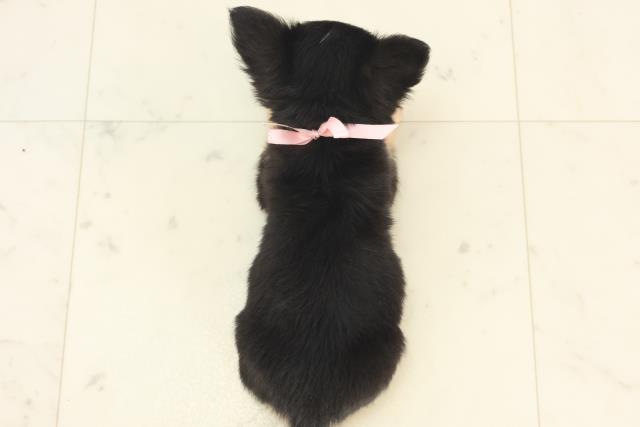 熊本県のチワワ(ロング) (Coo&RIKU熊本店/2025年5月6日生まれ/女の子/ブラックタン)の子犬の4枚目の画像