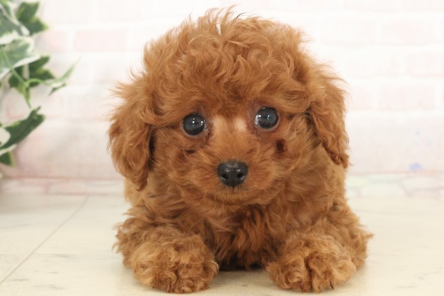 熊本県のティーカッププードル (Coo&RIKU熊本店/2025年5月5日生まれ/男の子/レッド)の子犬