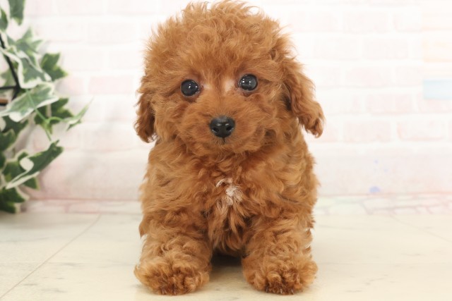 福岡県のティーカッププードル (Coo&RIKU福岡西店/2025年5月5日生まれ/女の子/レッド)の子犬の1枚目の画像