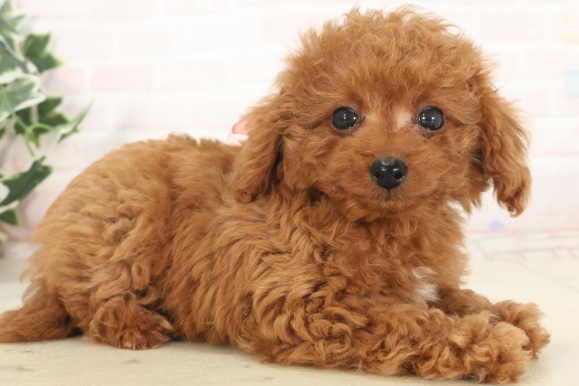 福岡県のティーカッププードル (Coo&RIKU福岡西店/2025年5月5日生まれ/女の子/レッド)の子犬の2枚目の画像
