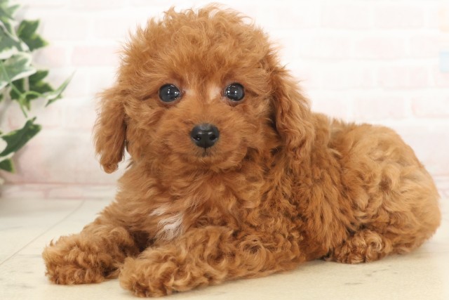 福岡県のティーカッププードル (Coo&RIKU福岡西店/2025年5月5日生まれ/女の子/レッド)の子犬の3枚目の画像