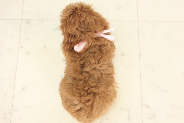 福岡県のティーカッププードル (Coo&RIKU福岡西店/2025年5月5日生まれ/女の子/レッド)の子犬の4枚目の画像