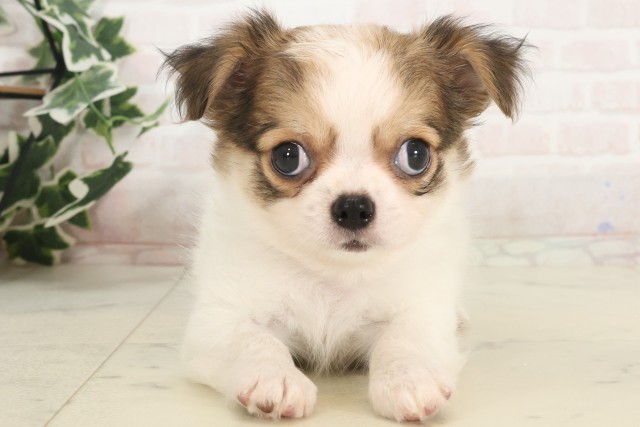 福岡県のチワワ(ロング) (Coo&RIKU筑後店/2025年5月6日生まれ/男の子/パーティーカラー)の子犬の1枚目の画像
