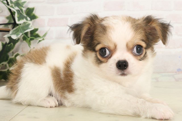 福岡県のチワワ(ロング) (Coo&RIKU筑後店/2025年5月6日生まれ/男の子/パーティーカラー)の子犬の2枚目の画像