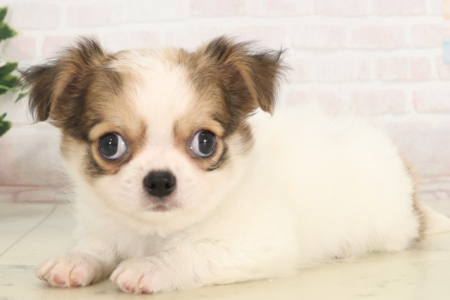 福岡県のチワワ(ロング) (Coo&RIKU筑後店/2025年5月6日生まれ/男の子/パーティーカラー)の子犬の3枚目の画像