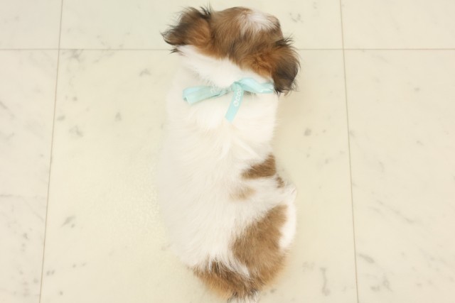 福岡県のチワワ(ロング) (Coo&RIKU筑後店/2025年5月6日生まれ/男の子/パーティーカラー)の子犬の4枚目の画像