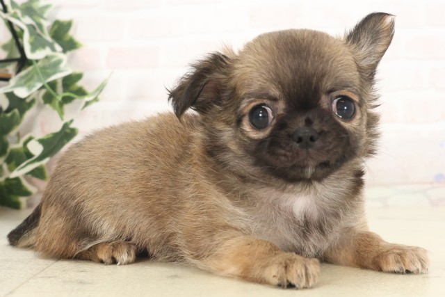 福岡県のチワワ(ロング) (Coo&RIKU行橋店/2025年5月6日生まれ/女の子/フォーンホワイト)の子犬の2枚目の画像
