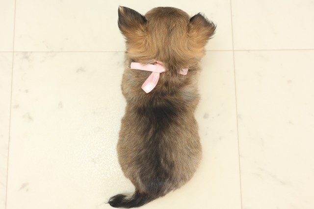 福岡県のチワワ(ロング) (Coo&RIKU行橋店/2025年5月6日生まれ/女の子/フォーンホワイト)の子犬の4枚目の画像