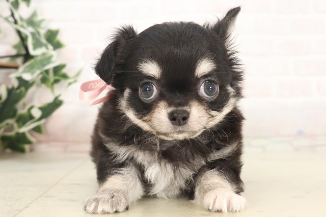 福岡県のチワワ(ロング) (Coo&RIKU黒崎店/2025年5月6日生まれ/女の子/ブラックタンホワイト)の子犬の1枚目の画像