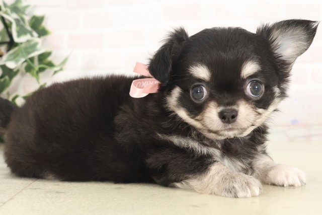 福岡県のチワワ(ロング) (Coo&RIKU黒崎店/2025年5月6日生まれ/女の子/ブラックタンホワイト)の子犬の2枚目の画像