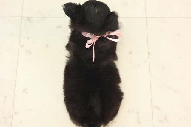福岡県のチワワ(ロング) (Coo&RIKU黒崎店/2025年5月6日生まれ/女の子/ブラックタンホワイト)の子犬の4枚目の画像