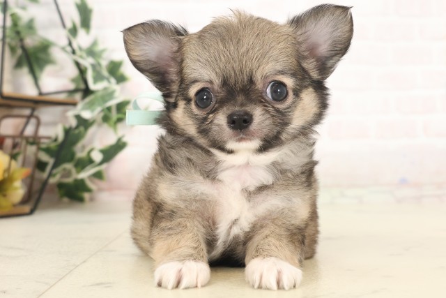 福岡県のチワワ(ロング) (Coo&RIKU小倉店/2025年5月6日生まれ/男の子/フォーンホワイト)の子犬