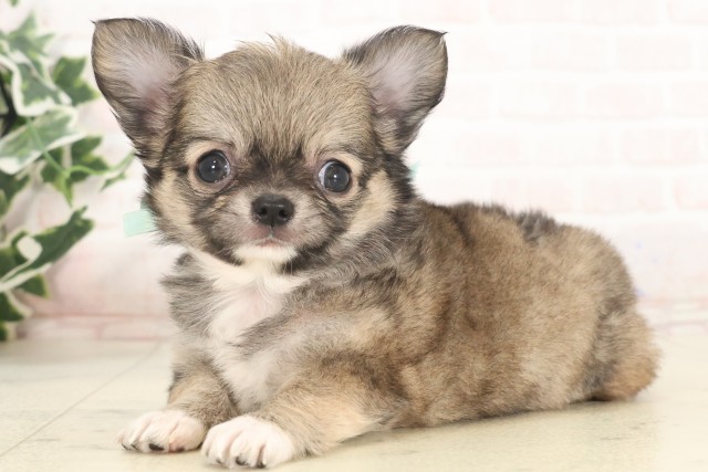 福岡県のチワワ(ロング) (Coo&RIKU小倉店/2025年5月6日生まれ/男の子/フォーンホワイト)の子犬の3枚目の画像
