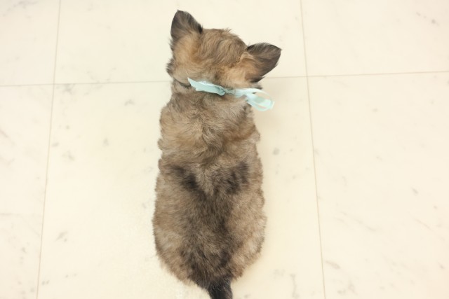 福岡県のチワワ(ロング) (Coo&RIKU小倉店/2025年5月6日生まれ/男の子/フォーンホワイト)の子犬の4枚目の画像