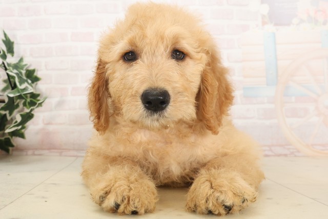 佐賀県のゴールデンドゥードゥル(ゴールデン×プードル) (Coo&RIKU佐賀神埼店/2025年5月2日生まれ/女の子/ゴールデン)の子犬の1枚目の画像