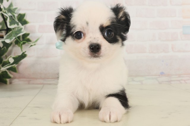 宮崎県のチワワ(ロング) (Coo&RIKU宮崎店/2025年5月5日生まれ/男の子/ホワイトブラック)の子犬の1枚目の画像