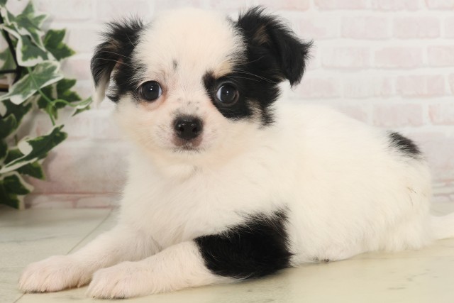 宮崎県のチワワ(ロング) (Coo&RIKU宮崎店/2025年5月5日生まれ/男の子/ホワイトブラック)の子犬の3枚目の画像