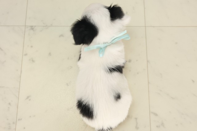 宮崎県のチワワ(ロング) (Coo&RIKU宮崎店/2025年5月5日生まれ/男の子/ホワイトブラック)の子犬の4枚目の画像