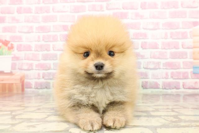 埼玉県のポメラニアン (Coo&RIKUアニマルケアセンター大宮/2025年5月7日生まれ/男の子/オレンジ)の子犬の1枚目の画像