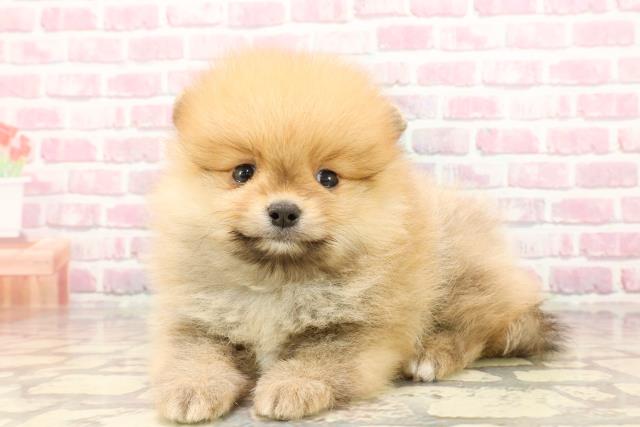 埼玉県のポメラニアン (Coo&RIKUアニマルケアセンター大宮/2025年5月7日生まれ/男の子/オレンジ)の子犬の2枚目の画像