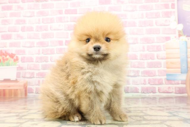 埼玉県のポメラニアン (Coo&RIKUアニマルケアセンター大宮/2025年5月7日生まれ/男の子/オレンジ)の子犬の3枚目の画像