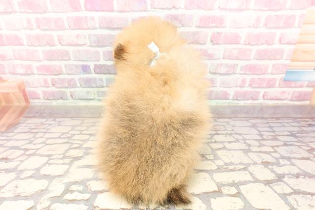 埼玉県のポメラニアン (Coo&RIKUアニマルケアセンター大宮/2025年5月7日生まれ/男の子/オレンジ)の子犬の4枚目の画像