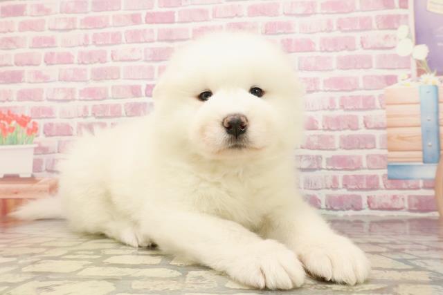 埼玉県のサモエド (Coo&RIKUアニマルケアセンター大宮/2025年5月6日生まれ/男の子/ホワイト)の子犬の3枚目の画像