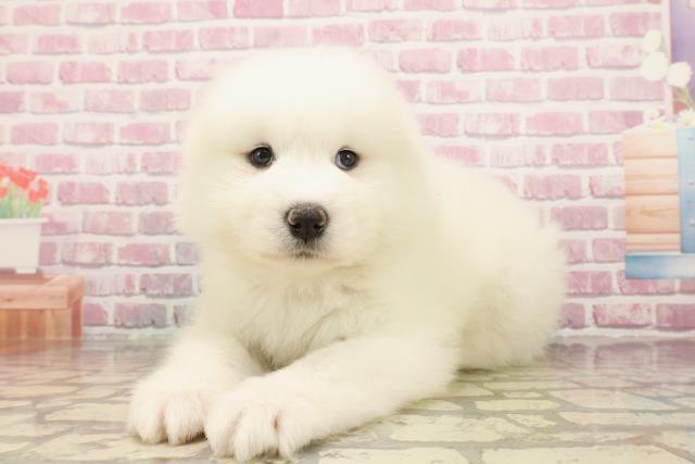 埼玉県のサモエド (Coo&RIKUアニマルケアセンター大宮/2025年5月6日生まれ/男の子/ホワイト)の子犬の2枚目の画像