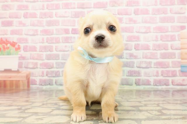 埼玉県のチワワ(ロング) (Coo&RIKUアニマルケアセンター大宮/2025年5月6日生まれ/男の子/クリーム)の子犬の1枚目の画像