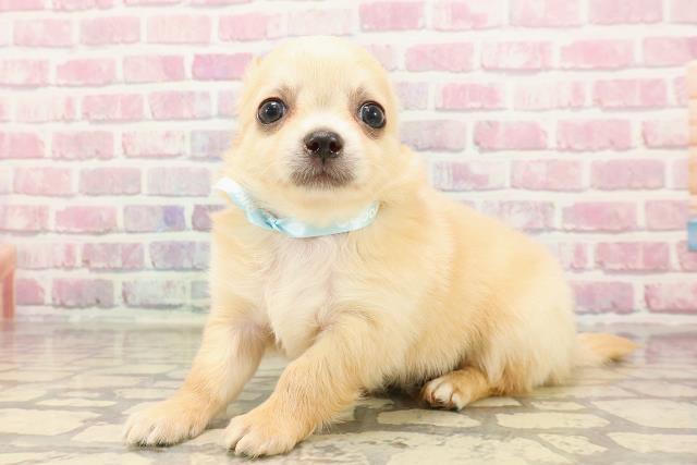 埼玉県のチワワ(ロング) (Coo&RIKUアニマルケアセンター大宮/2025年5月6日生まれ/男の子/クリーム)の子犬の2枚目の画像
