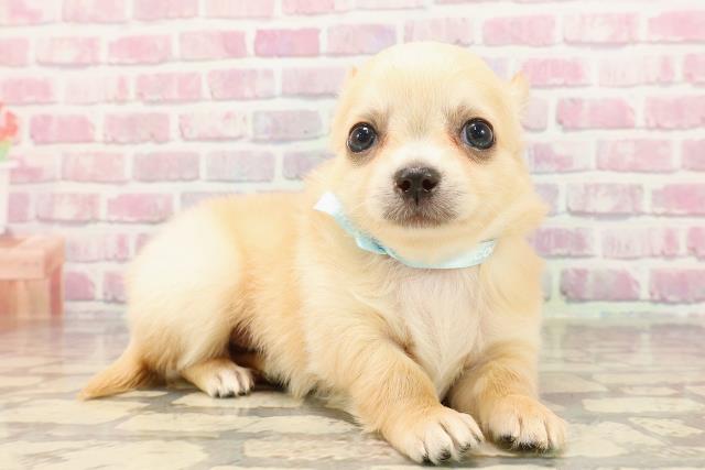 埼玉県のチワワ(ロング) (Coo&RIKUアニマルケアセンター大宮/2025年5月6日生まれ/男の子/クリーム)の子犬の3枚目の画像