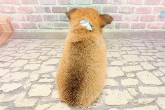 埼玉県のチワワ(ロング) (Coo&RIKUアニマルケアセンター大宮/2025年5月6日生まれ/男の子/フォーン)の子犬の4枚目の画像
