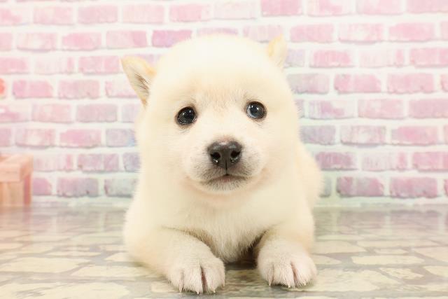 埼玉県の豆柴 (Coo&RIKUアニマルケアセンター大宮/2025年5月7日生まれ/男の子/白)の子犬の1枚目の画像