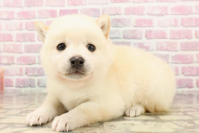 埼玉県の豆柴 (Coo&RIKUアニマルケアセンター大宮/2025年5月7日生まれ/男の子/白)の子犬の2枚目の画像