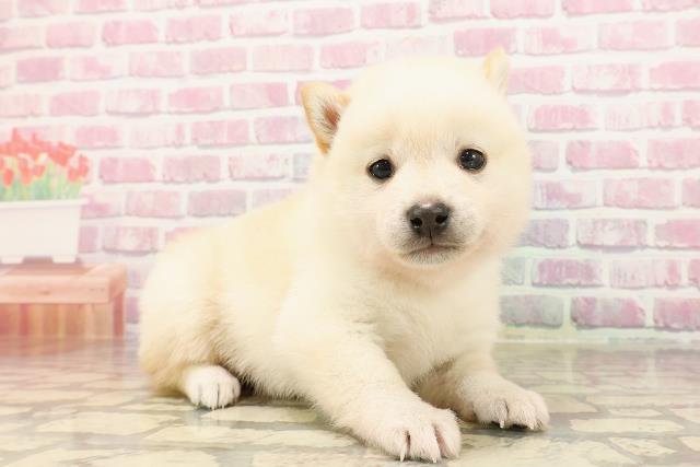 埼玉県の豆柴 (Coo&RIKUアニマルケアセンター大宮/2025年5月7日生まれ/男の子/白)の子犬の3枚目の画像