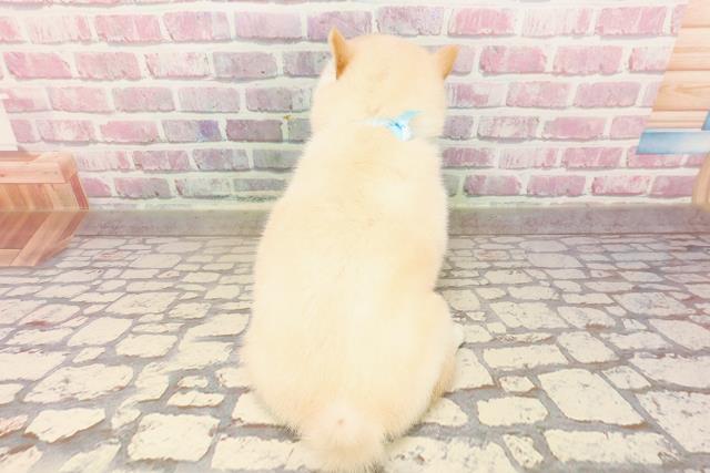 埼玉県の豆柴 (Coo&RIKUアニマルケアセンター大宮/2025年5月7日生まれ/男の子/白)の子犬の4枚目の画像