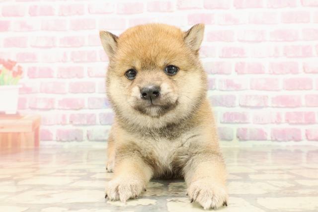 埼玉県の豆柴 (Coo&RIKUアニマルケアセンター大宮/2025年5月7日生まれ/女の子/赤)の子犬の1枚目の画像