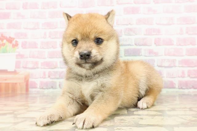 埼玉県の豆柴 (Coo&RIKUアニマルケアセンター大宮/2025年5月7日生まれ/女の子/赤)の子犬の2枚目の画像