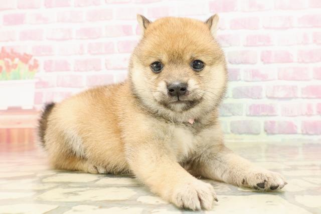埼玉県の豆柴 (Coo&RIKUアニマルケアセンター大宮/2025年5月7日生まれ/女の子/赤)の子犬の3枚目の画像